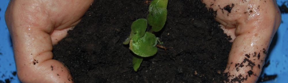 Compost with plant